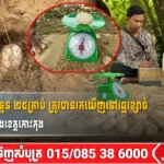 ពងអណ្តើកហ្លួងចំនួន ២៥គ្រាប់ ត្រូវបានរកឃើញនៅឆ្នេរខ្សាច់ នៃព្រែកកំពង់លើ ក្នុងខេត្តកោះកុង