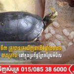 សំបុកអណ្តើកហ្លួងទី៣ ត្រូវបានរកឃើញនាដើមឆ្នាំ២០២៦ ខណៈមានគ្រាប់ពង ២៥គ្រាប់ នៅក្នុងប្រព័ន្ធព្រែកស្រែអំបិល