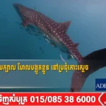 ត្រីបាណន់គីង្គក់មួយក្បាល ហែលបង្អួតខ្លួន នៅប្រជុំកោះស្តេច ក្នុងស្រុកគិរីសាគរ