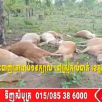 គ្រោះធម្មជាតិ រន្ទះបាញ់គោងាប់១៩ក្បាល នៅស្រុកលំផាត់ ខេត្តរតនគិរី