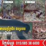 កម្ពុជា រកឃើញវត្តមានសត្វព្រៃជិត ៥០ប្រភេទ ក្នុងឧទ្យានជាតិវើនសៃ-សៀមប៉ាង